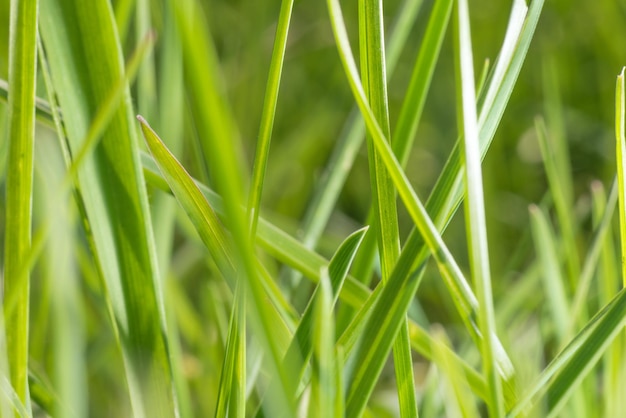 Hierba verde en el pasto de la granja. alimento para vacas