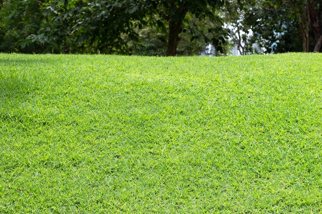 Hierba verde en pendiente con árbol