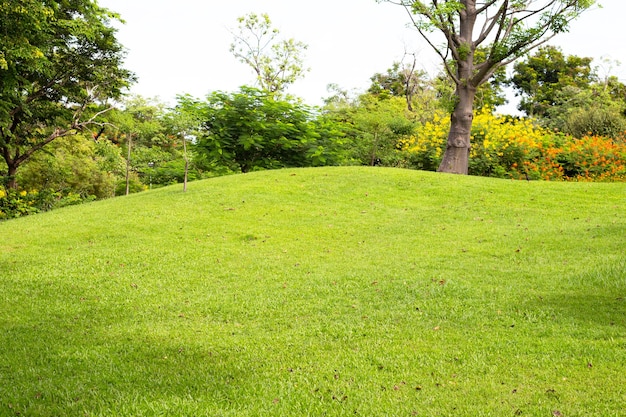 Hierba verde en pendiente con árbol