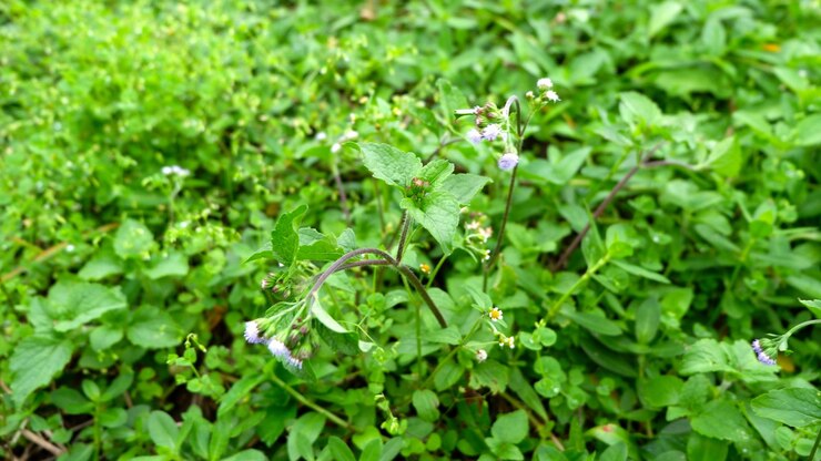 hierba verde de plagas como fondo
