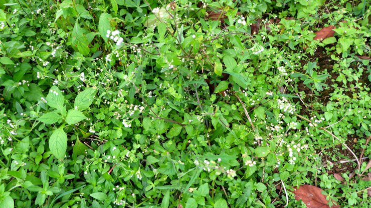 hierba verde de plagas como fondo