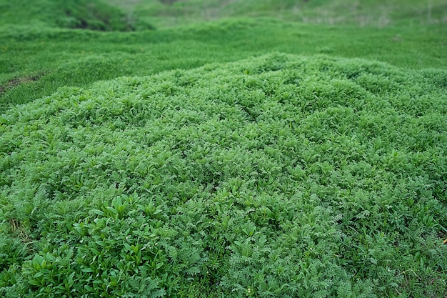 Hierba verde en la pradera en la estepa.