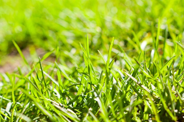 Hierba verde en un prado cerca