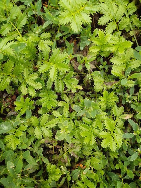 Foto la hierba verde en el prado el fondo natural