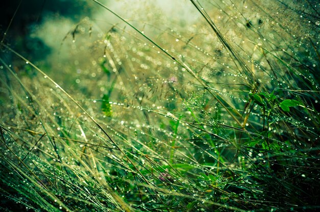 Hierba verde en un prado con gotas de agua de rocío brillante fondo natural abstracto vintage