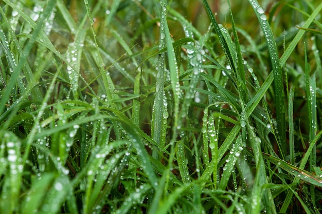 Hierba verde del prado en las gotas de lluvia Fondo natural Ecología Día de la tierra