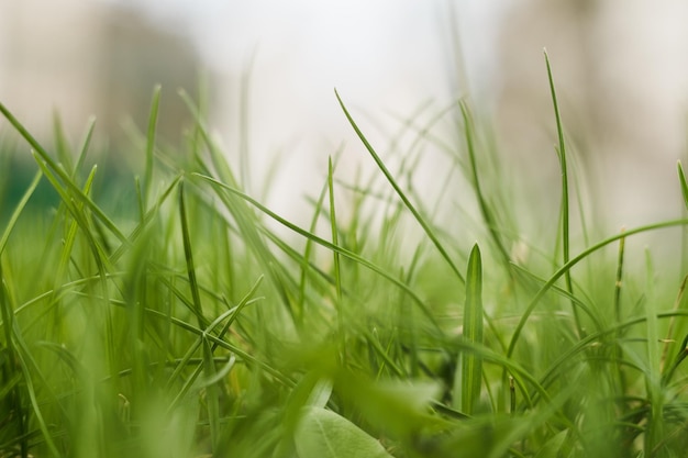 Una hierba verde en primavera crece desde el suelo en un día soleado