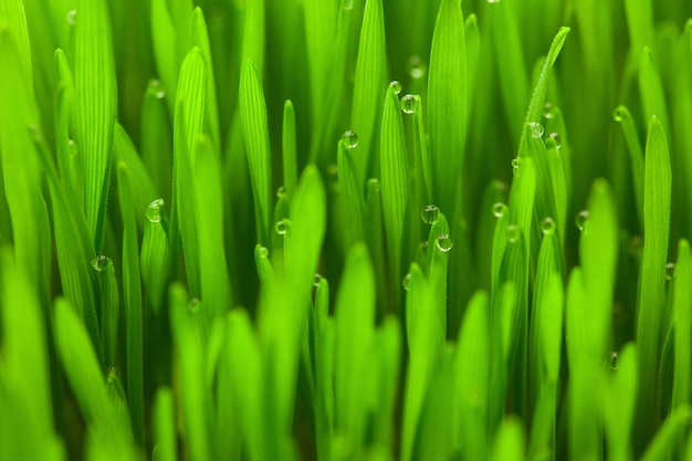 Hierba verde primavera fresca con gotas