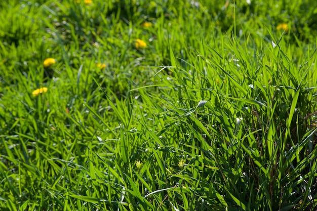 Hierba verde de primavera en el prado hojas de hierba jóvenes y jugosas al sol