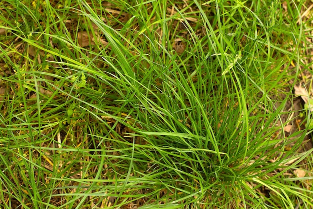 Hierba verde en primavera sobre un fondo de hojas amarillas del año pasado