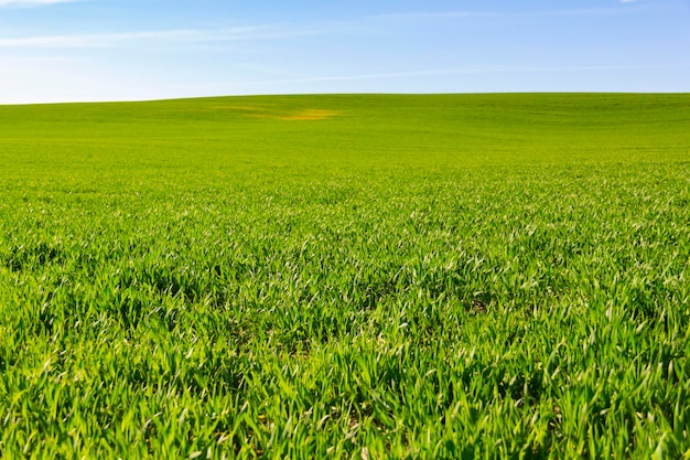 La hierba verde a principios de la primavera crece en un campo en un día soleado contra un fondo de cielo azul
