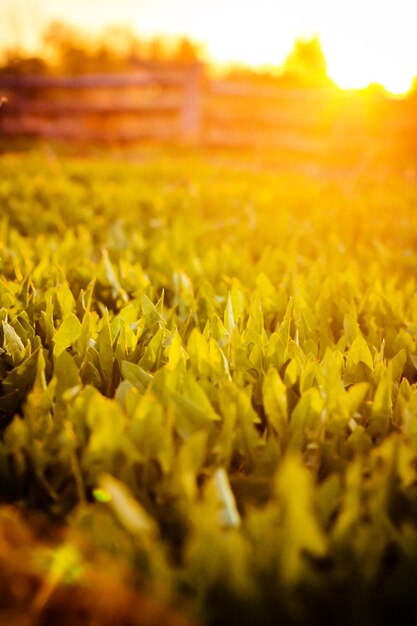 Hierba verde con la puesta de sol detrás de ella