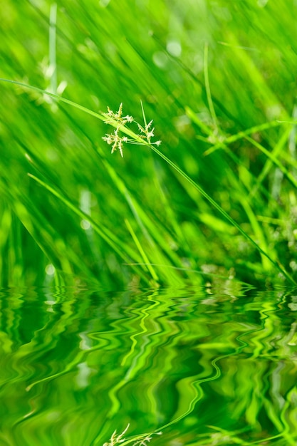 Hierba verde con reflejo