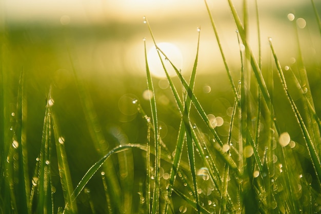 Hierba verde con rocío de la mañana al amanecer. Imagen macro, profundidad de campo baja. Hermoso fondo de naturaleza de verano