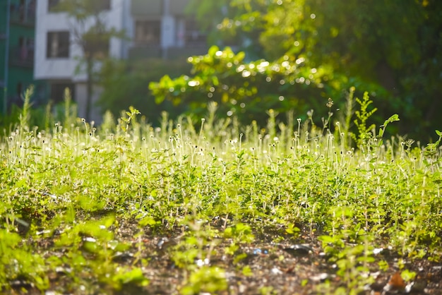 Hierba verde y rocío de la mañana en la ciudad