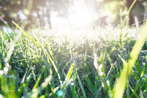 hierba verde con el rocío de la mañana y la luz del sol.