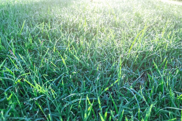 hierba verde con el rocío de la mañana y la luz del sol.