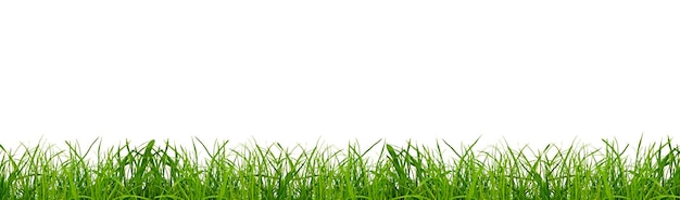 hierba verde sobre un fondo png