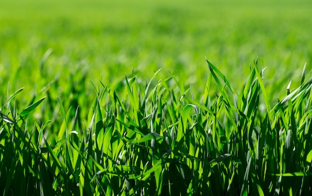 Hierba verde sobre fondo verde