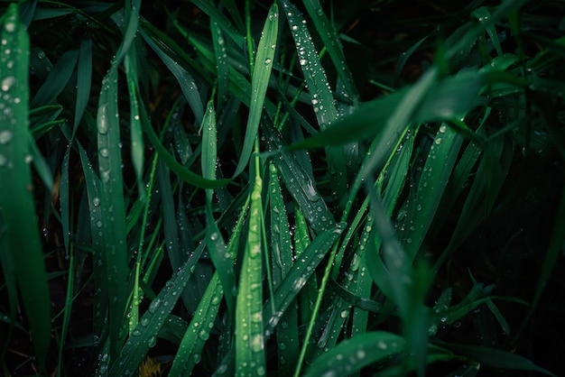 Hierba verde con superficie de gotas de lluvia. Vista superior.