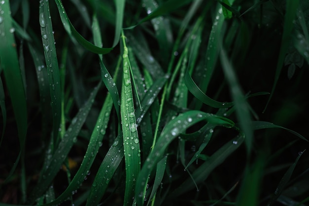 Hierba verde con superficie de gotas de lluvia