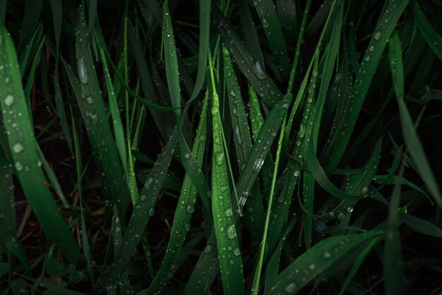 Hierba verde con superficie de gotas de lluvia