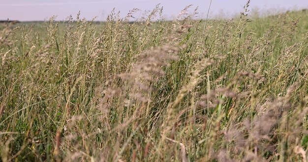 hierba verde en un tiempo soleado en el campo