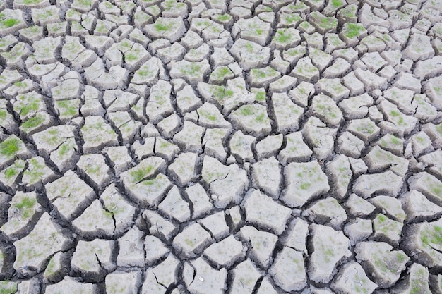 Hierba verde en tierra agrietada