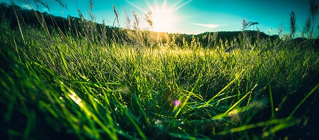 La hierba verde con vistas al cielo azul y al sol con los rayos de luz fluyendo a través