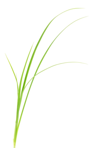 hierba verde