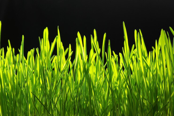 Foto hierba verde