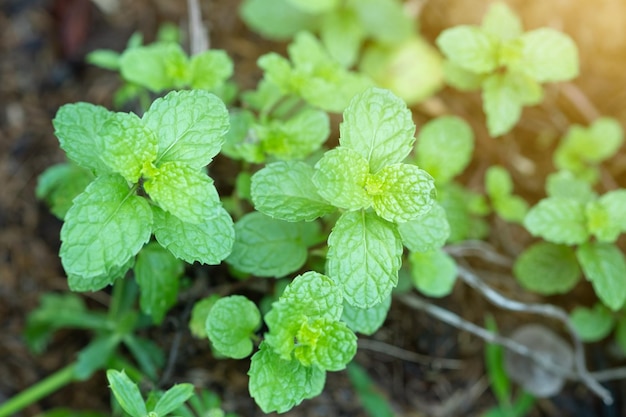 Hierbabuena fresca en el fondo de la huerta Cerrar hermosa menta menta