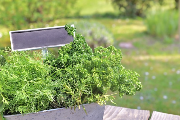 Hierbas aromáticas como albahaca, perejil y factura fresca puesta en un jardinero de metal con una pequeña pizarra sobre una mesa en el jardín