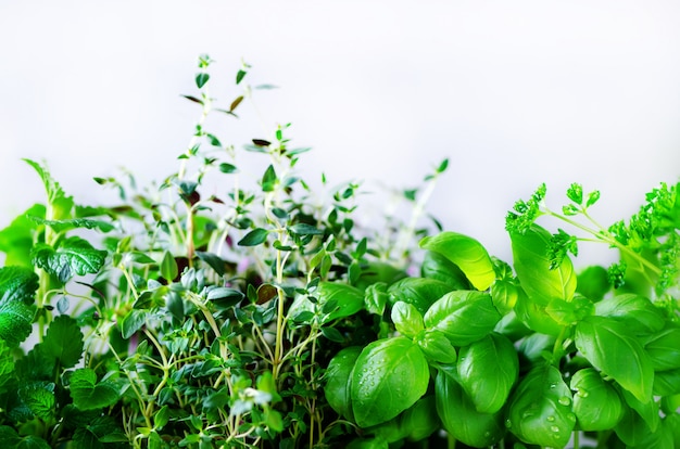 Hierbas aromáticas frescas verdes - melisa, menta, tomillo, albahaca, perejil. Marco de collage de las plantas.