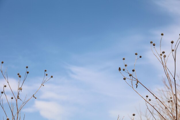 Hierbas grises secas con semillas contra un cielo blanco azulado Vista horizontal