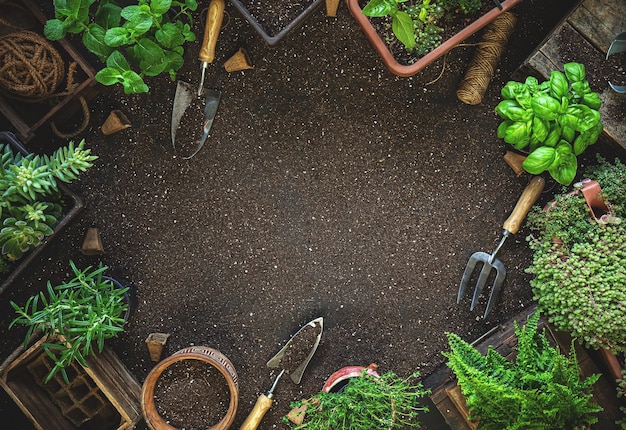 Hierbas y herramientas de jardinería