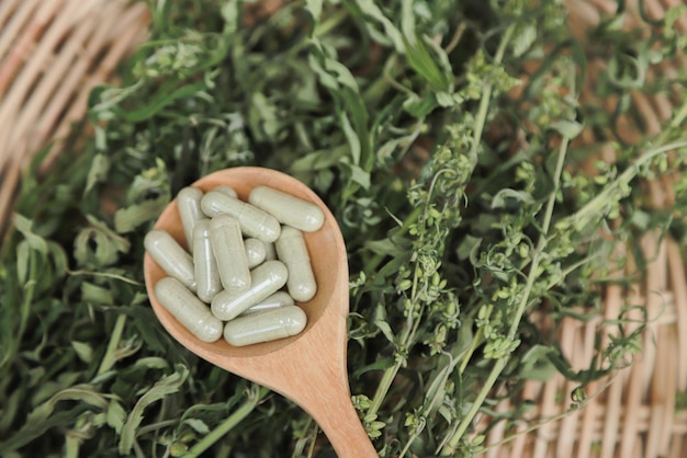 Hierbas medicinales del árbol de hojas de jengibre y cannabis para usar como tratamiento médico para una buena vida