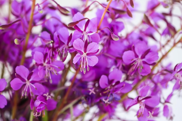 Hierbas medicinales Fireweed flores médicas Chamerion angustifolium o Epilobium angustifolium plantas