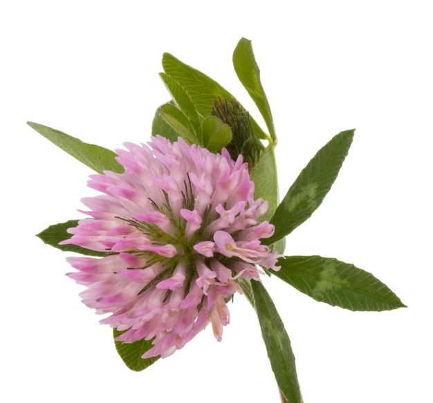 Hierbas medicinales de la flor del trébol o del trébol aislado en el recorte del fondo blanco