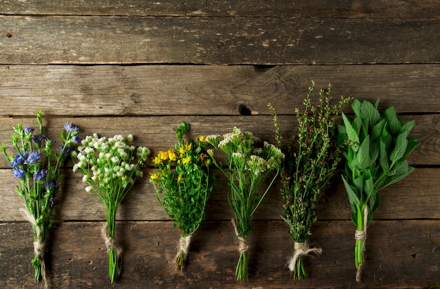 Hierbas medicinales frescas.