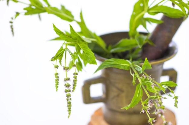 Hierbas medicinales Planta de menta en un mortero de latón