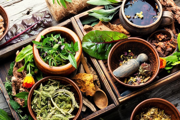 Hierbas medicinales, plantas y raíces en la medicina alternativa.Gran conjunto de hierbas homeopáticas