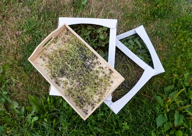 Foto hierbas medicinales secas en el jardín de verano