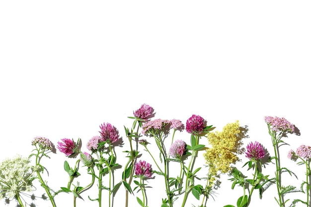 Foto hierbas naturales de verano flor flores silvestres campo trébol hojas verdes cosméticos y médicos