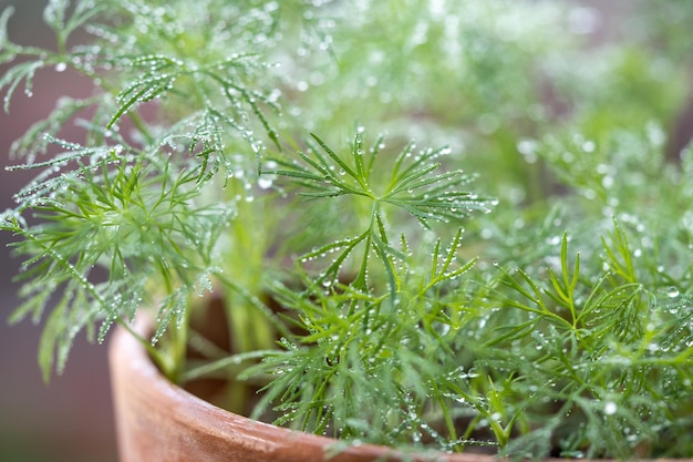 Hierbas orgánicas que crecen en casa eneldo verde fresco que crece en una olla de barro en el balcón cultivan plántulas