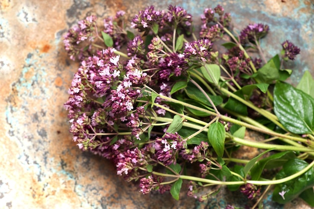 Hierbas Origanum vulgare