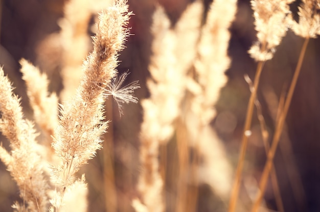 Hierbas de otoño en el campo al atardecer. Imagen macro, enfoque selectivo