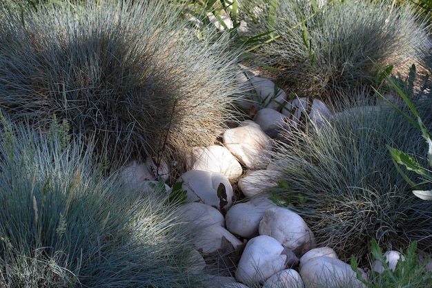 Hierbas y piedras decorativas del jardín