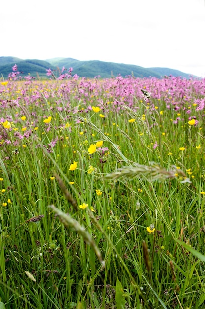 Hierbas de pradera