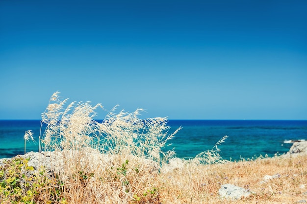 Hierbas silvestres en la costa del mar, isla de Creta, Grecia. Hermoso paisaje de verano. Enfoque selectivo